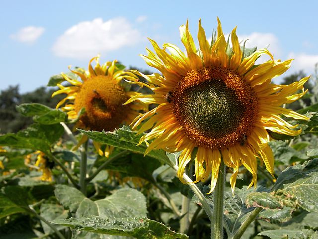 jo_07416_2004.jpg